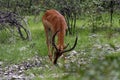 Grazing antelope Royalty Free Stock Photo