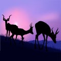 Grazing Antelopes Royalty Free Stock Photo