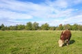 Grazing Beef cattle on a field