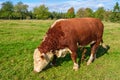 Grazing beef cattle on a meadow