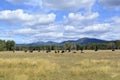 Grazing Beef Steers in Oregon Royalty Free Stock Photo