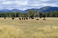 Grazing Beef Steers in Oregon