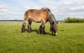 Grazing Belgian horse from close