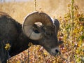 Grazing Bighorn Sheep