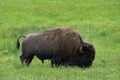 Grazing Bison in Green Meadow Royalty Free Stock Photo