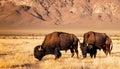 grazing bison in a meadow Royalty Free Stock Photo