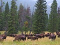 Grazing Bison in Yellowstone