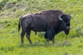 Grazing Bison Royalty Free Stock Photo