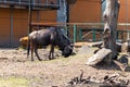 Grazing bison in the zoo Royalty Free Stock Photo