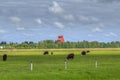 Grazing black angus cows Royalty Free Stock Photo