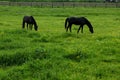 Grazing black horses