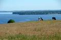 Grazing black painted cattle in a landscape with sea background