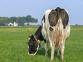 Grazing black pied cow from behind with number and dried manure on udder and buttocks, in a meadow.