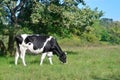 Grazing black and white cow in pasture