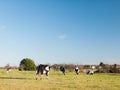 Grazing black and white dairy farm cows grassland green blue sky