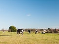 Grazing black and white dairy farm cows grassland green blue sky