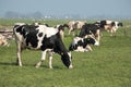 Grazing black and white Friesian Holstein cow amid a herd of cows in a green pasture on a rainy morning Royalty Free Stock Photo