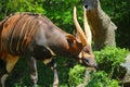 Grazing Bongo