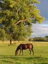 Grazing brown Horse Royalty Free Stock Photo