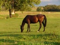 Grazing brown Horse on the green Field Royalty Free Stock Photo