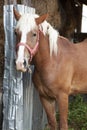 Grazing brown horse on a green field. A brown horse grazing tethered in a field. Horses eat on a green pasture. A brown horse in a Royalty Free Stock Photo