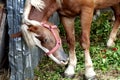 Grazing brown horse on a green field. A brown horse grazing tethered in a field. Horses eat on a green pasture. A brown horse in a Royalty Free Stock Photo