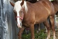 Grazing brown horse on a green field. A brown horse grazing tethered in a field. Horses eat on a green pasture. A brown horse in a Royalty Free Stock Photo