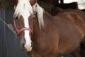 Grazing brown horse on a green field. A brown horse grazing tethered in a field. Horses eat on a green pasture. A brown horse in a Royalty Free Stock Photo