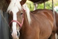 Grazing brown horse on a green field. A brown horse grazing tethered in a field. Horses eat on a green pasture. A brown horse in a Royalty Free Stock Photo