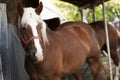 Grazing brown horse on a green field. A brown horse grazing tethered in a field. Horses eat on a green pasture. A brown horse in a Royalty Free Stock Photo