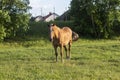 Grazing brown horse on the green Field. Royalty Free Stock Photo