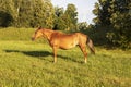 Grazing brown horse on the green Field. Royalty Free Stock Photo