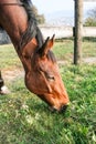 grazing brown horse Royalty Free Stock Photo