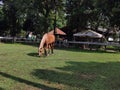 grazing brown horse on the shiny day Royalty Free Stock Photo