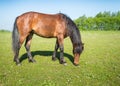 Grazing brown horse in the sunny pasture Royalty Free Stock Photo