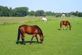 A horses is grazing in a green field. Royalty Free Stock Photo