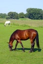 A horses is grazing in a green field Royalty Free Stock Photo