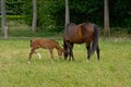 Grazing Brown mare and foal & - Cabalus Royalty Free Stock Photo
