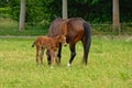 Grazing Brown mare and foal - Cabalus Royalty Free Stock Photo