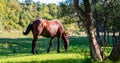 Grazing brown purebred horse on beautiful green meadow Royalty Free Stock Photo