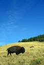 Grazing Buffalo