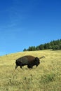 Grazing Buffalo