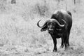 Grazing buffalo in dry grassland