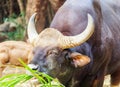 Grazing buffalo