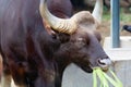 Grazing buffalo