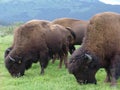 Grazing buffalo herd Royalty Free Stock Photo