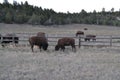 Grazing Buffalo in Utah