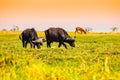 Grazing buffalos and birds sitting on them