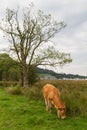 Grazing Calf in Ambleside countryside, Cumbria, UK