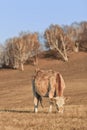 Grazing calf on a hill, Inner Mongolia, Hebei, Mulan Weichang, China